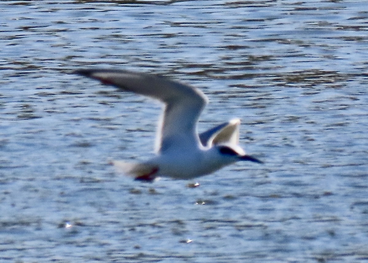 Forster's Tern - ML631044781
