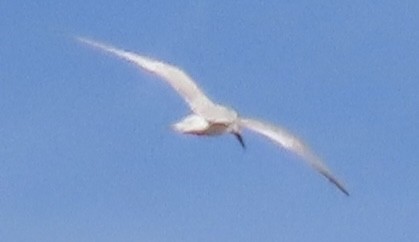 Forster's Tern - ML631044782