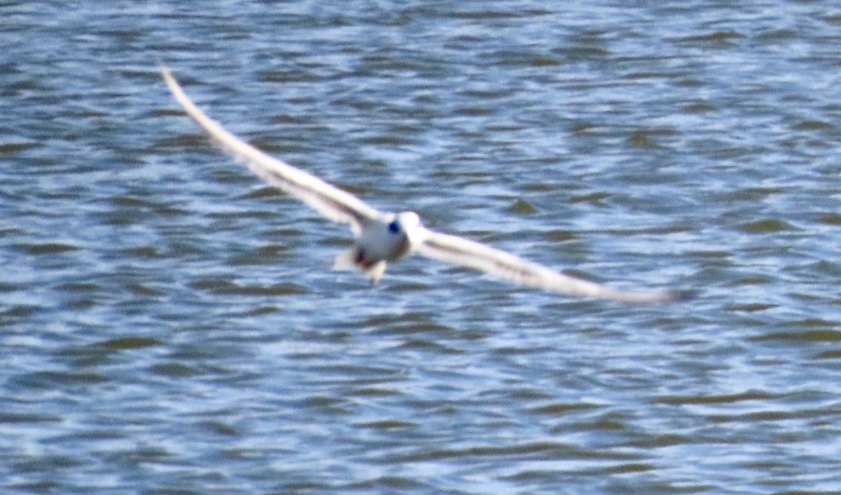 Forster's Tern - ML631044783