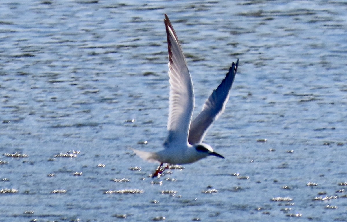 Forster's Tern - ML631044784