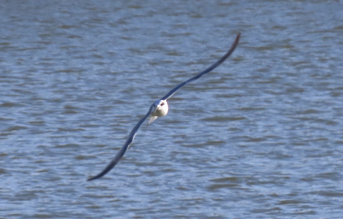 Forster's Tern - ML631044785