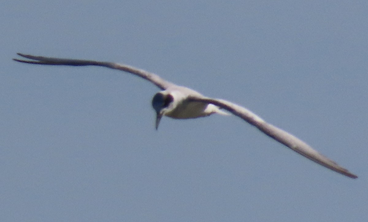 Forster's Tern - ML631044786