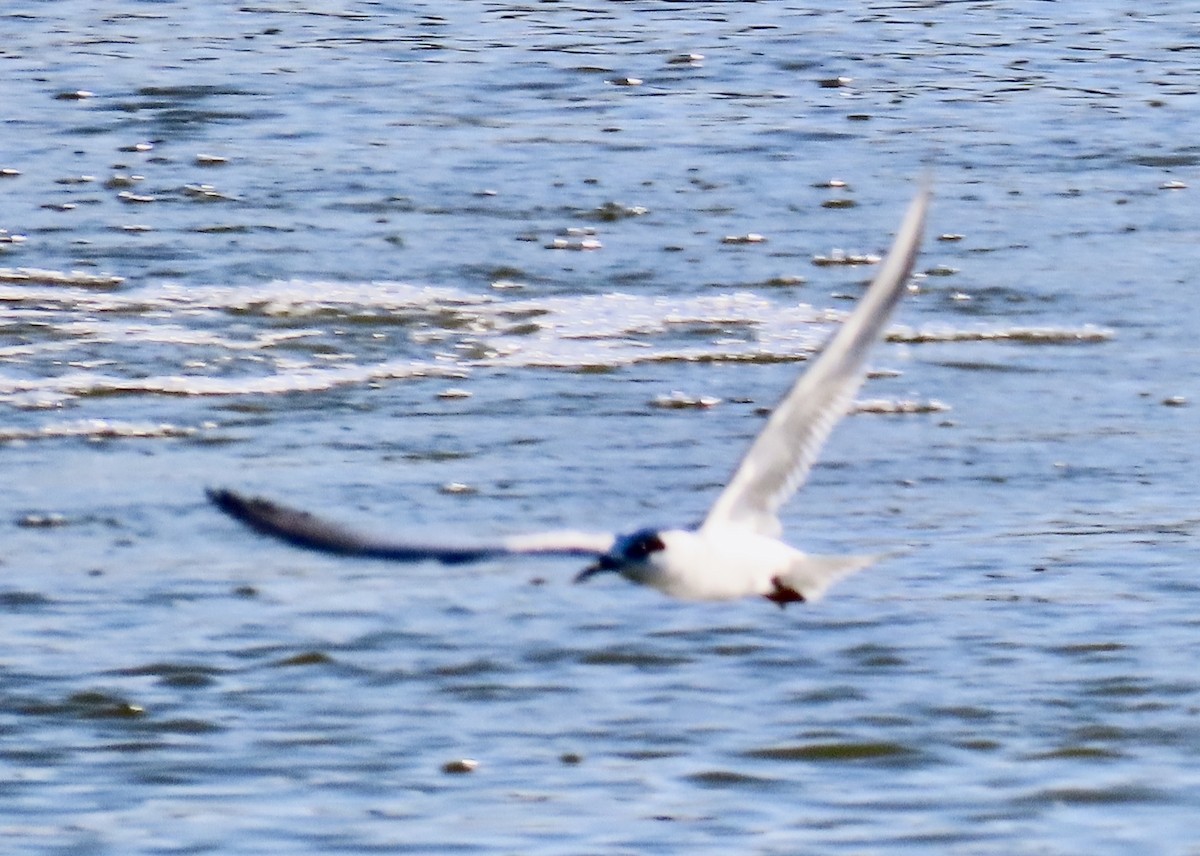 Forster's Tern - ML631044787
