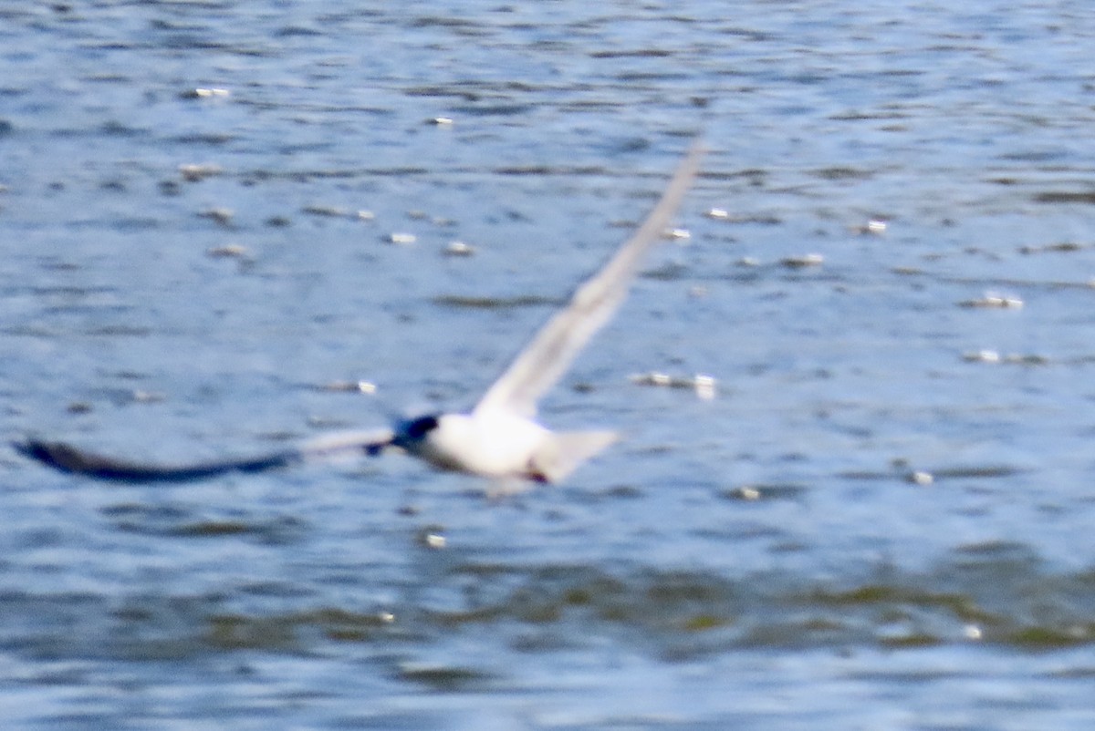 Forster's Tern - ML631044788