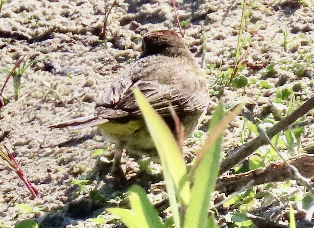 Palm Warbler - ML631045002