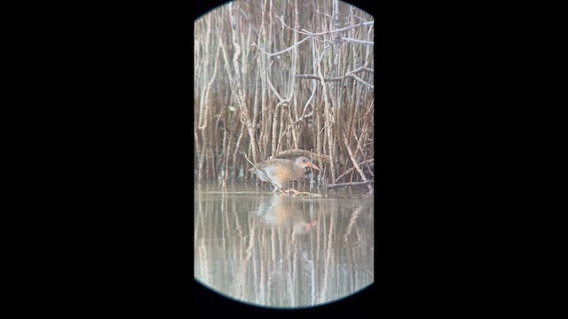 Mangrove Rail - ML631045387