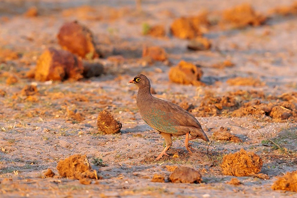 Red-billed Spurfowl - ML631045789