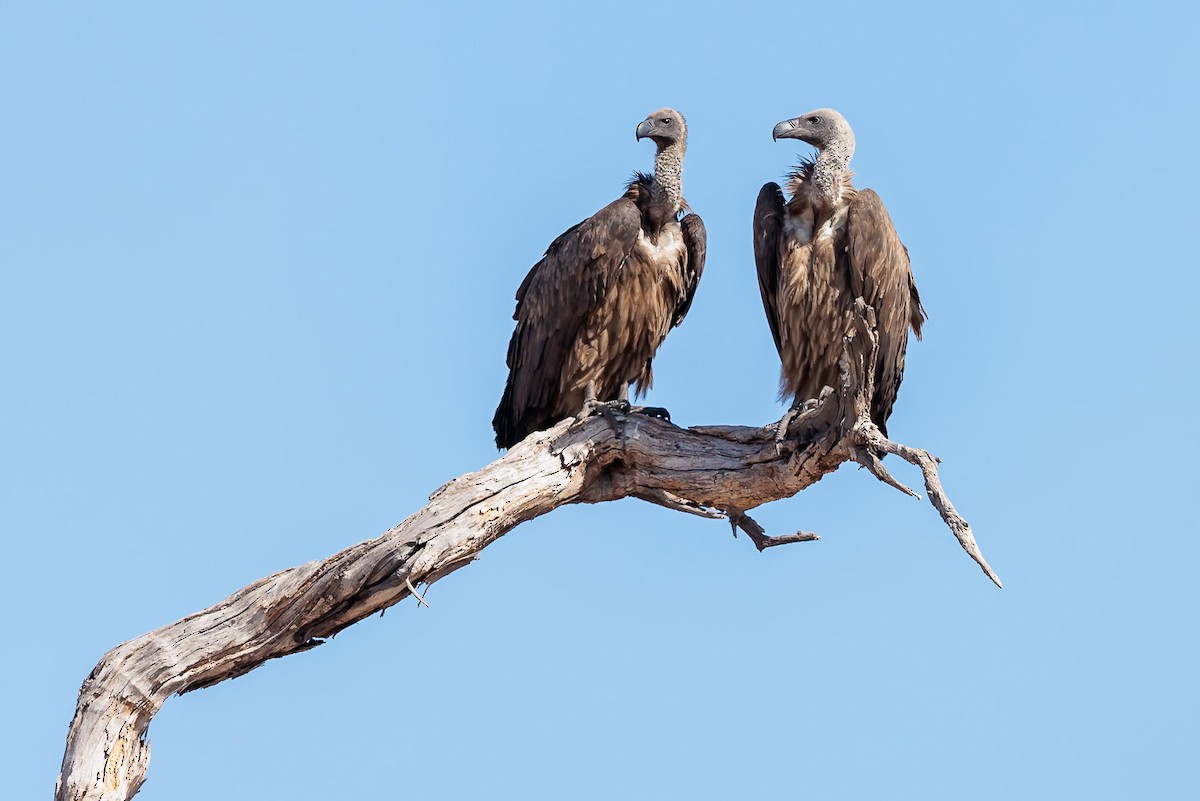 White-backed Vulture - ML631045794