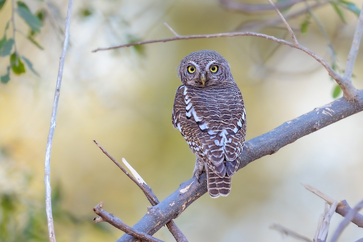 African Barred Owlet - ML631045810