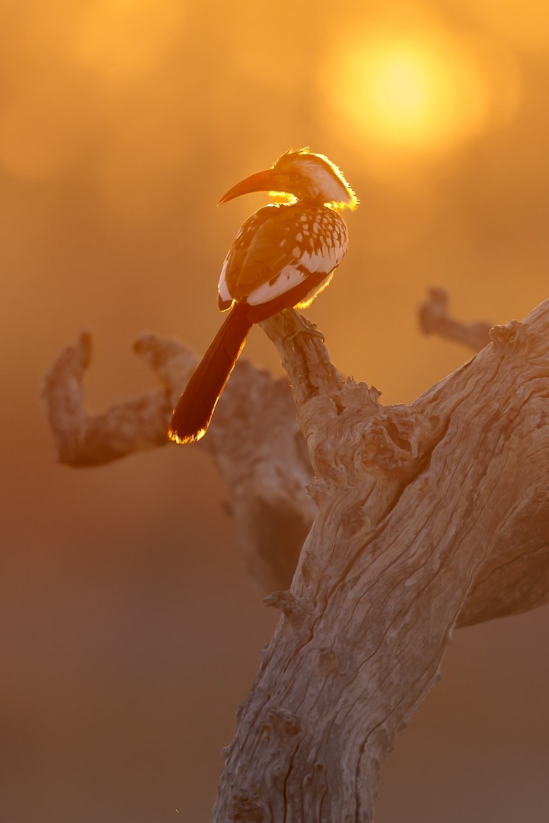 Southern Red-billed Hornbill - ML631045812