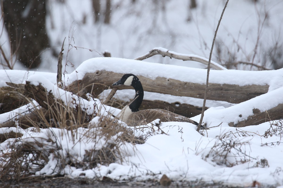 Canada Goose - ML631045839