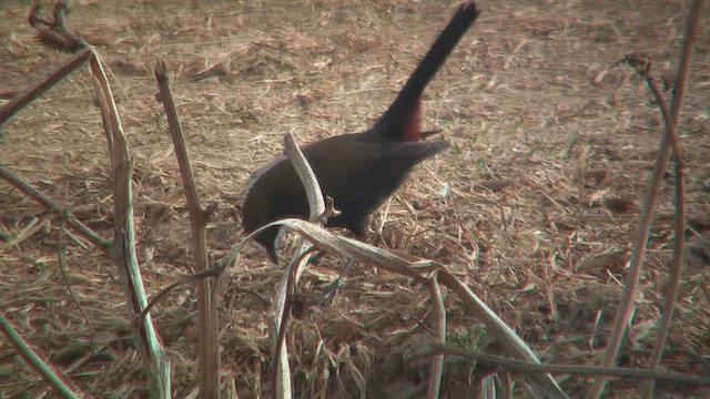 Indian Robin - ML631045852