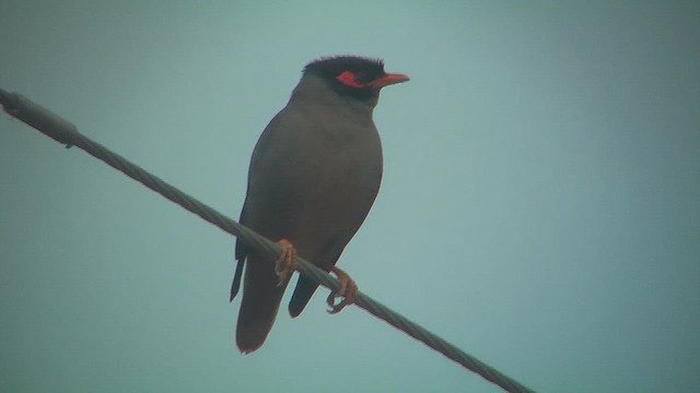 Bank Myna - ML631045856