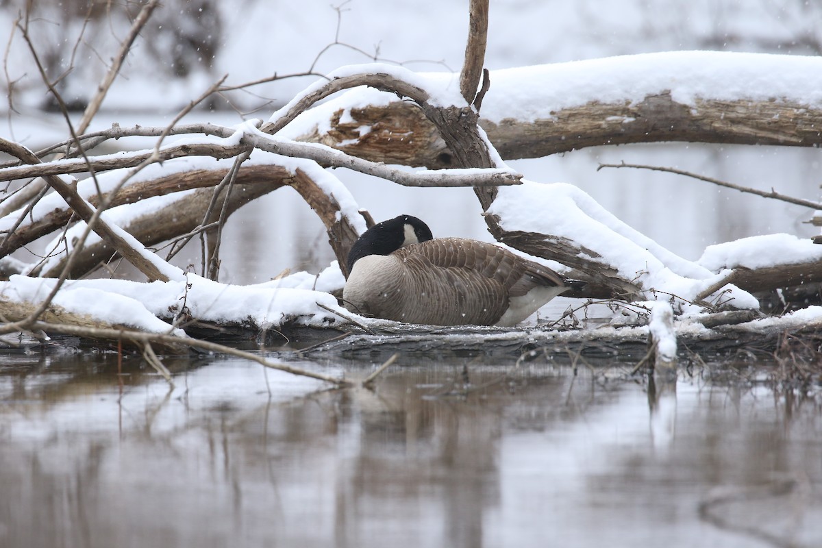 Canada Goose - ML631045878