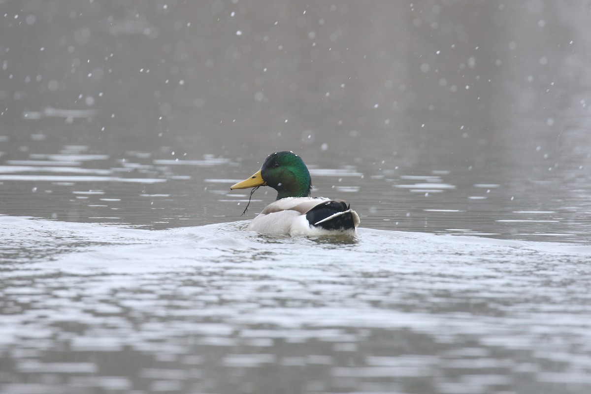 Mallard - ML631045895