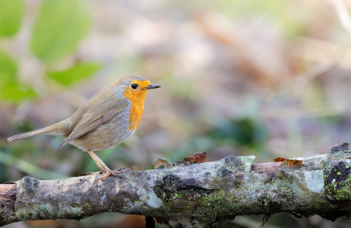 European Robin - ML631045917