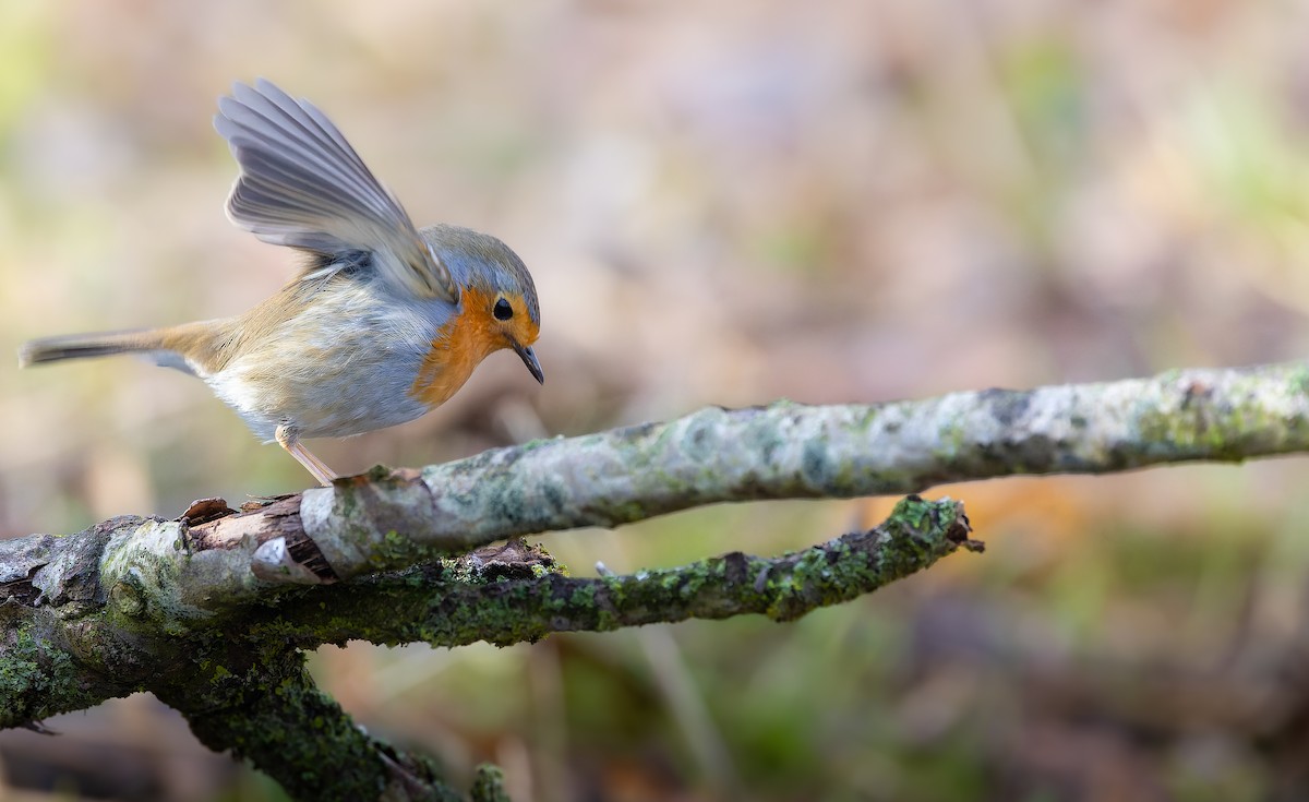 European Robin - ML631045918