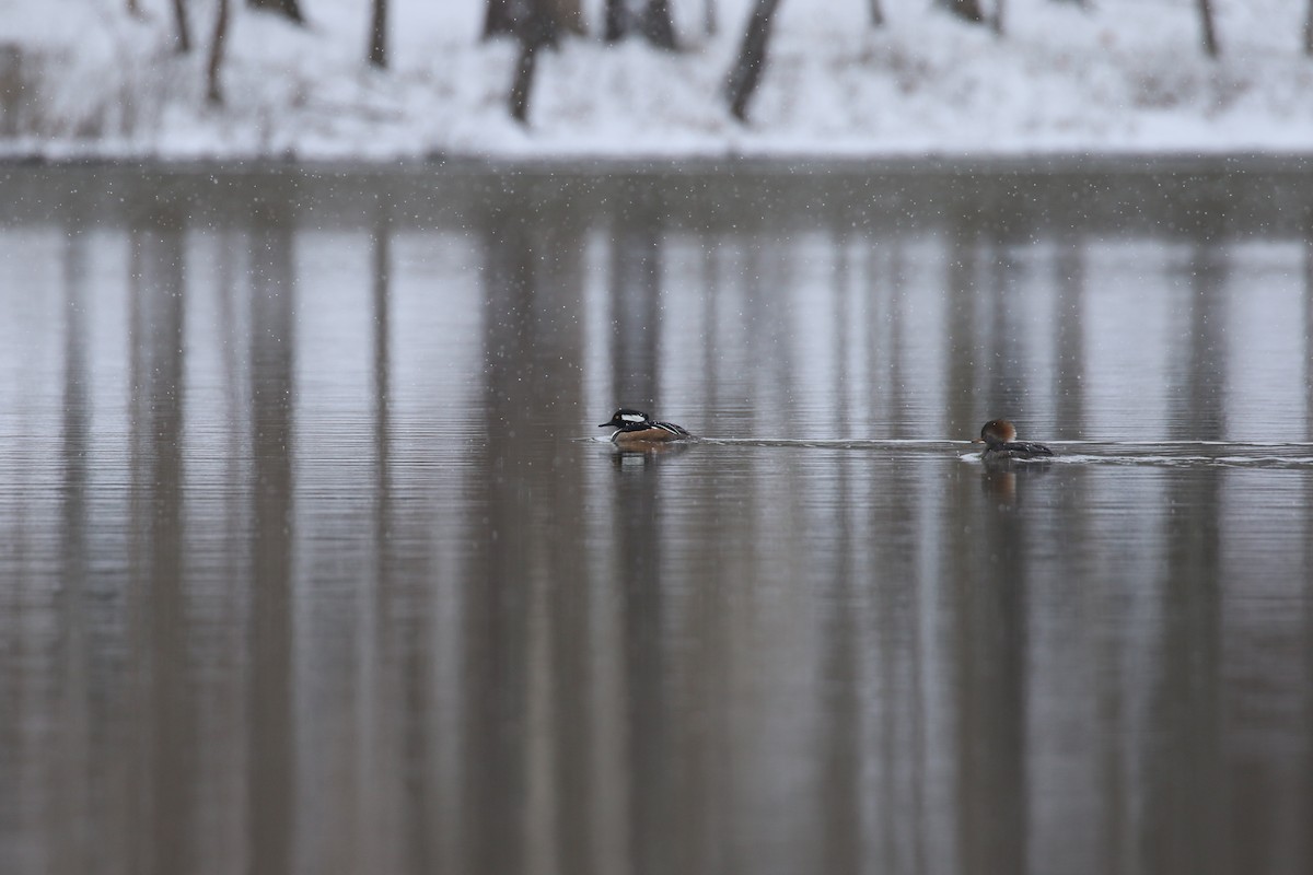Hooded Merganser - ML631045943