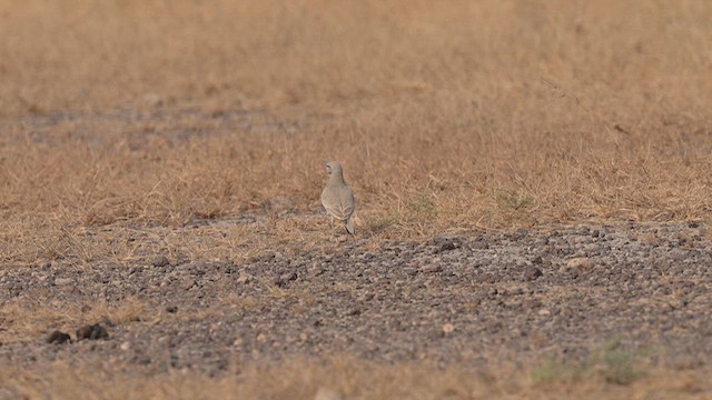 Greater Hoopoe-Lark - ML631045950