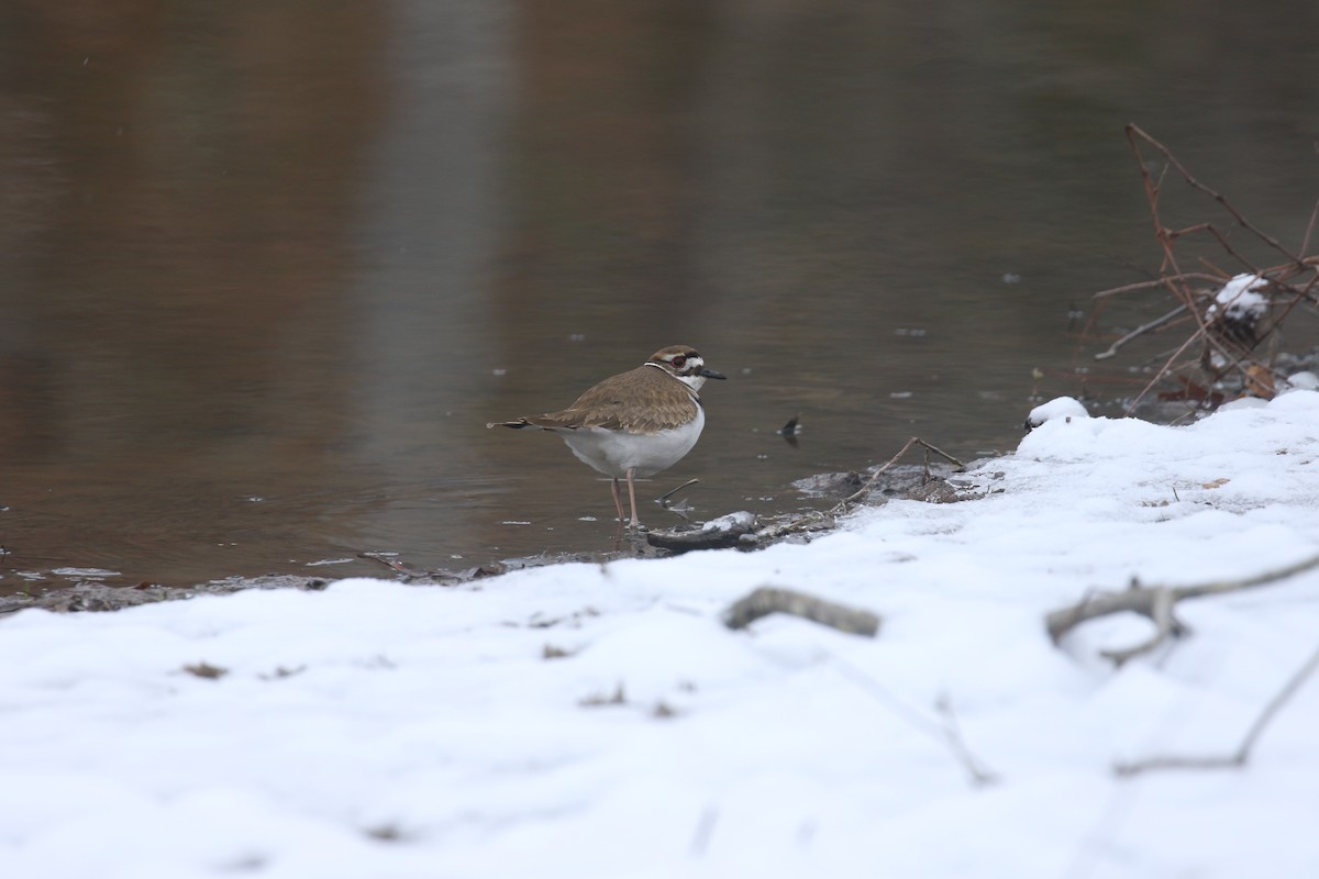 Killdeer - ML631045967