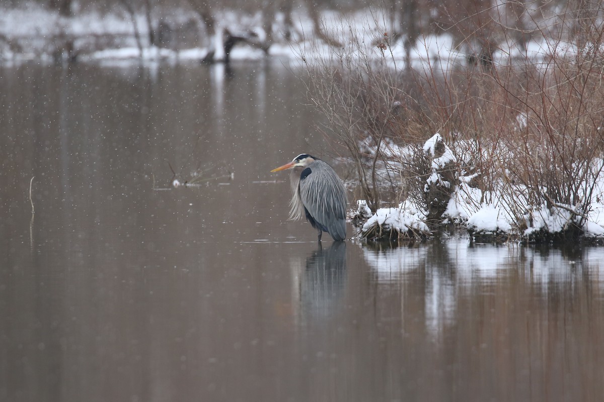Great Blue Heron - ML631045992