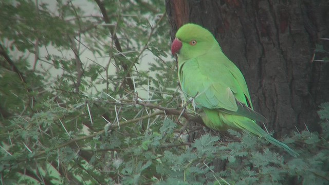 ホンセイインコ - ML631046241