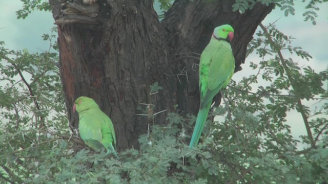 ホンセイインコ - ML631046243
