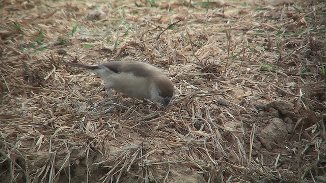 Indian Silverbill - ML631046245
