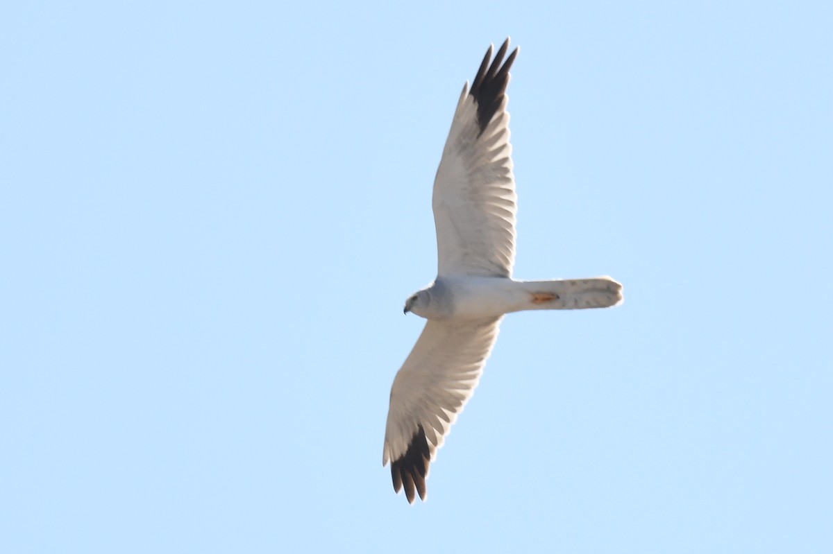 Aguilucho Papialbo - ML631046416