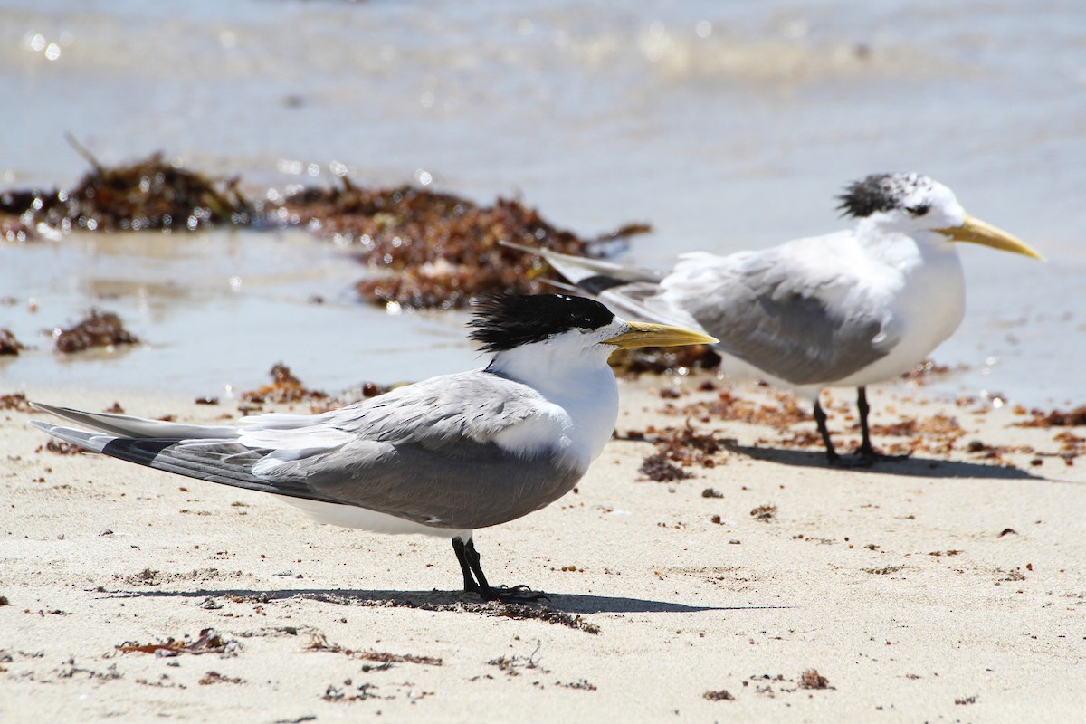 Great Crested Tern - ML631046432