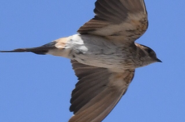 Golondrina Dáurica Oriental - ML631046508