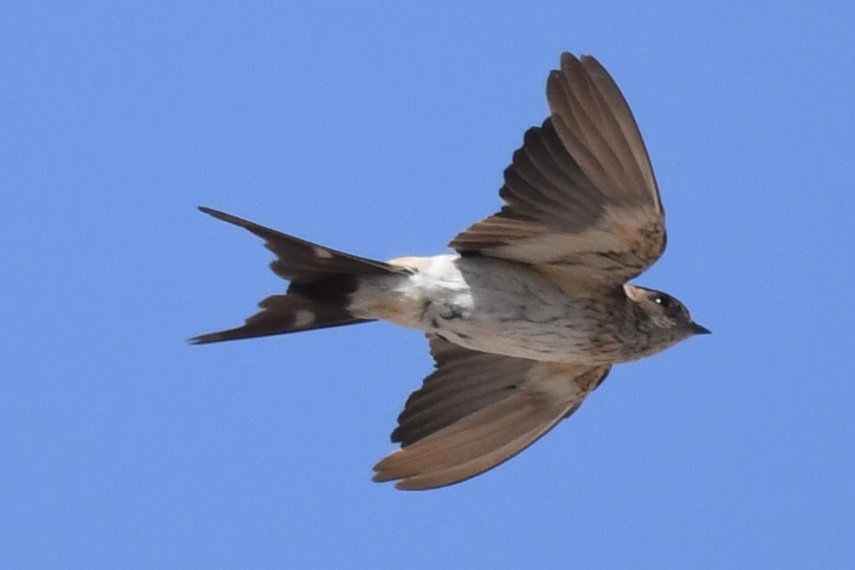 Golondrina Dáurica Oriental - ML631046509