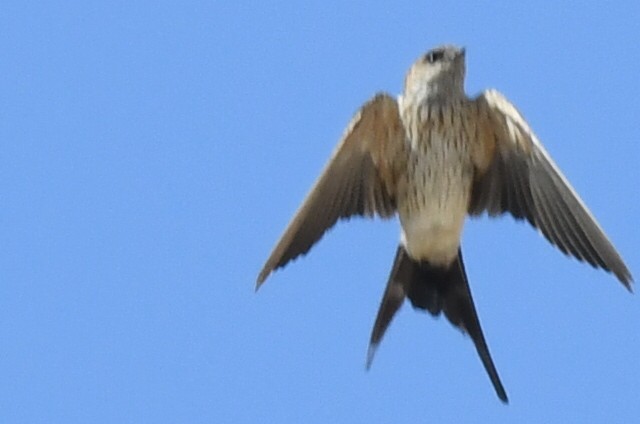 Golondrina Dáurica Oriental - ML631046510