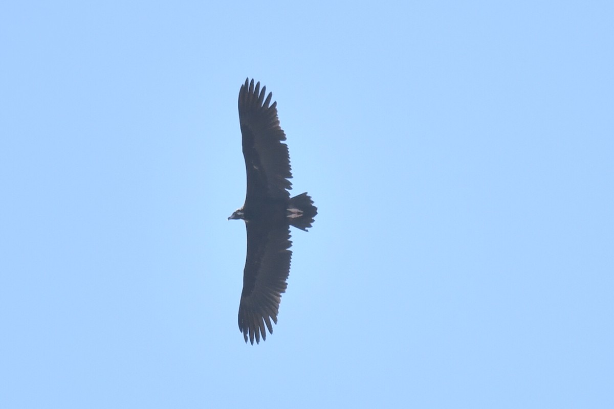 Buitre Negro - ML631046549