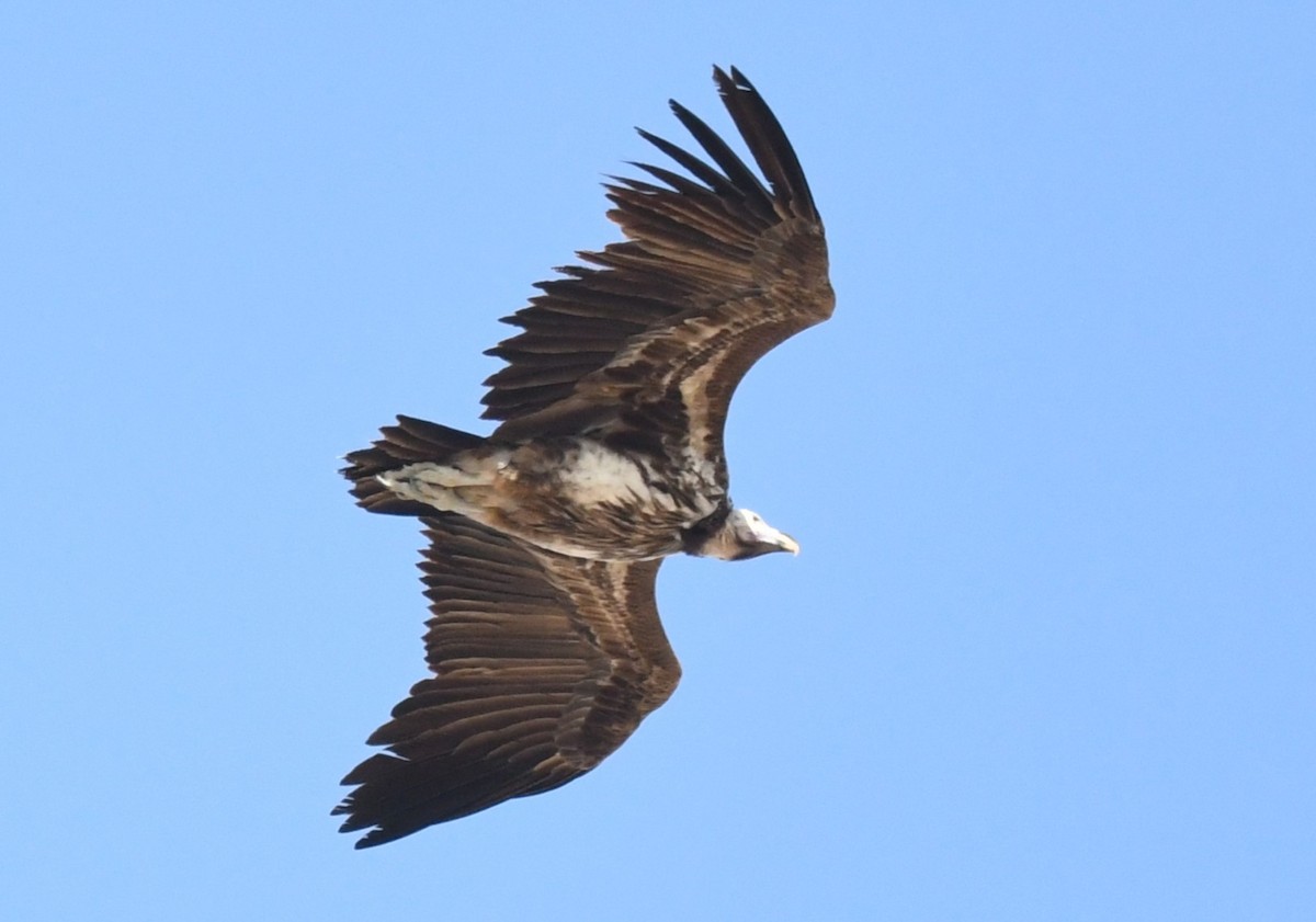 Buitre Torgo - ML631046688