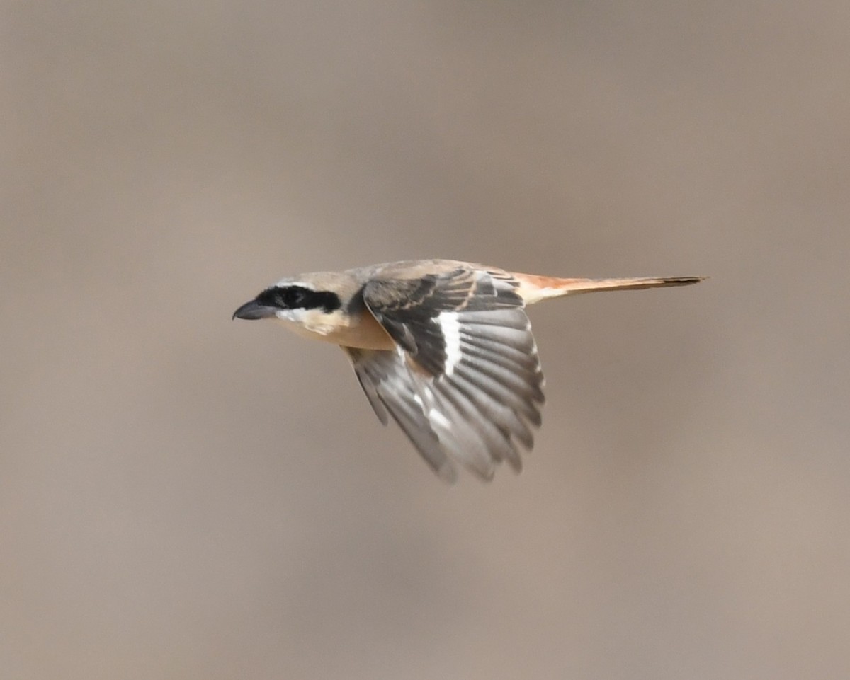 Alcaudón Schach - ML631046837