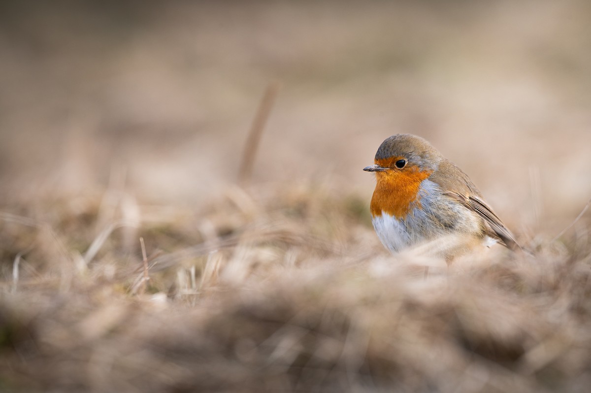 European Robin - ML631046863