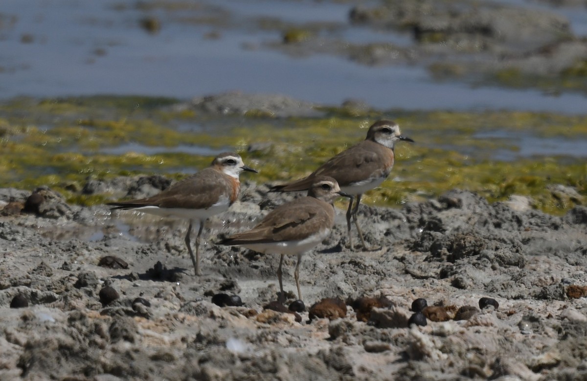 Caspian Plover - ML631046914