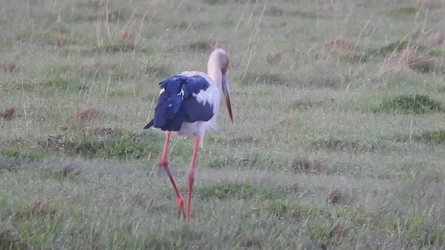 Maguari Stork - ML631046930