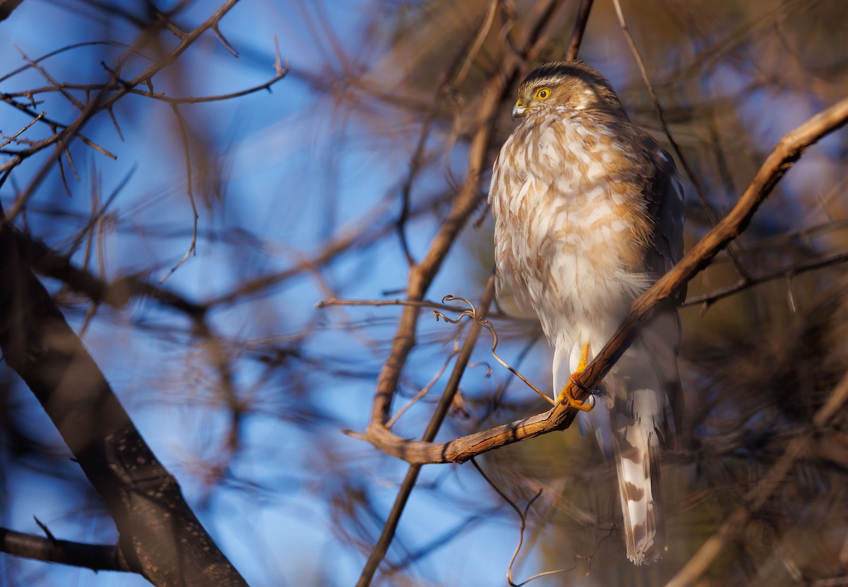 Sharp-shinned Hawk - ML631046932