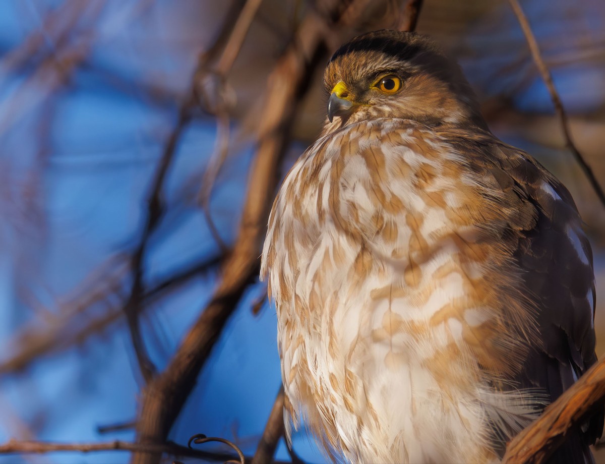 Sharp-shinned Hawk - ML631046933