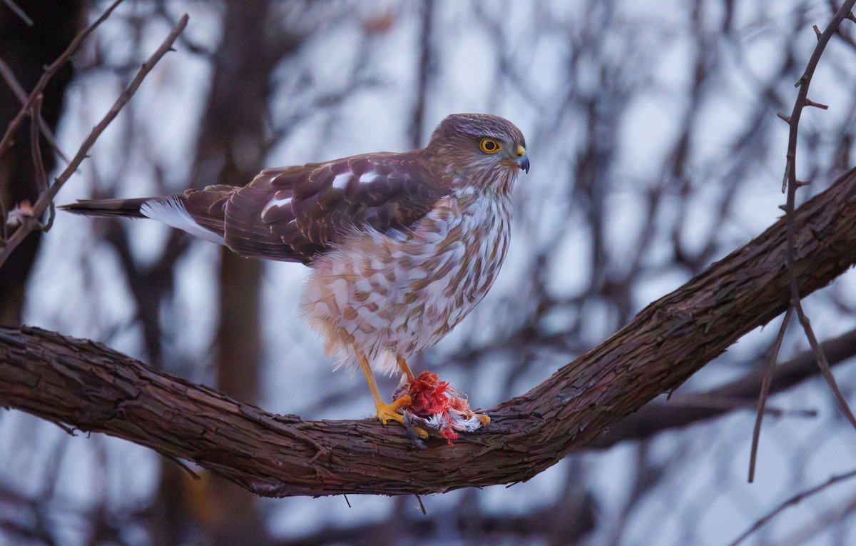 Sharp-shinned Hawk - ML631046934