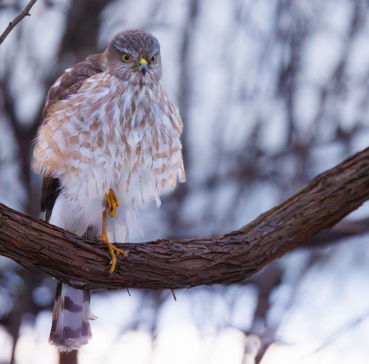 Sharp-shinned Hawk - ML631046935