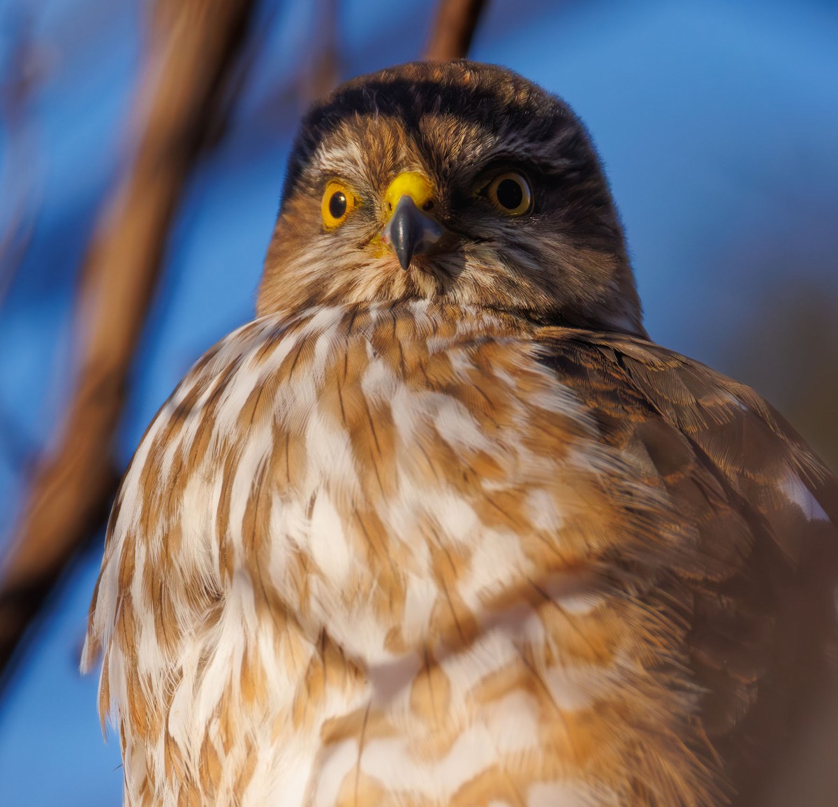 Sharp-shinned Hawk - ML631046962