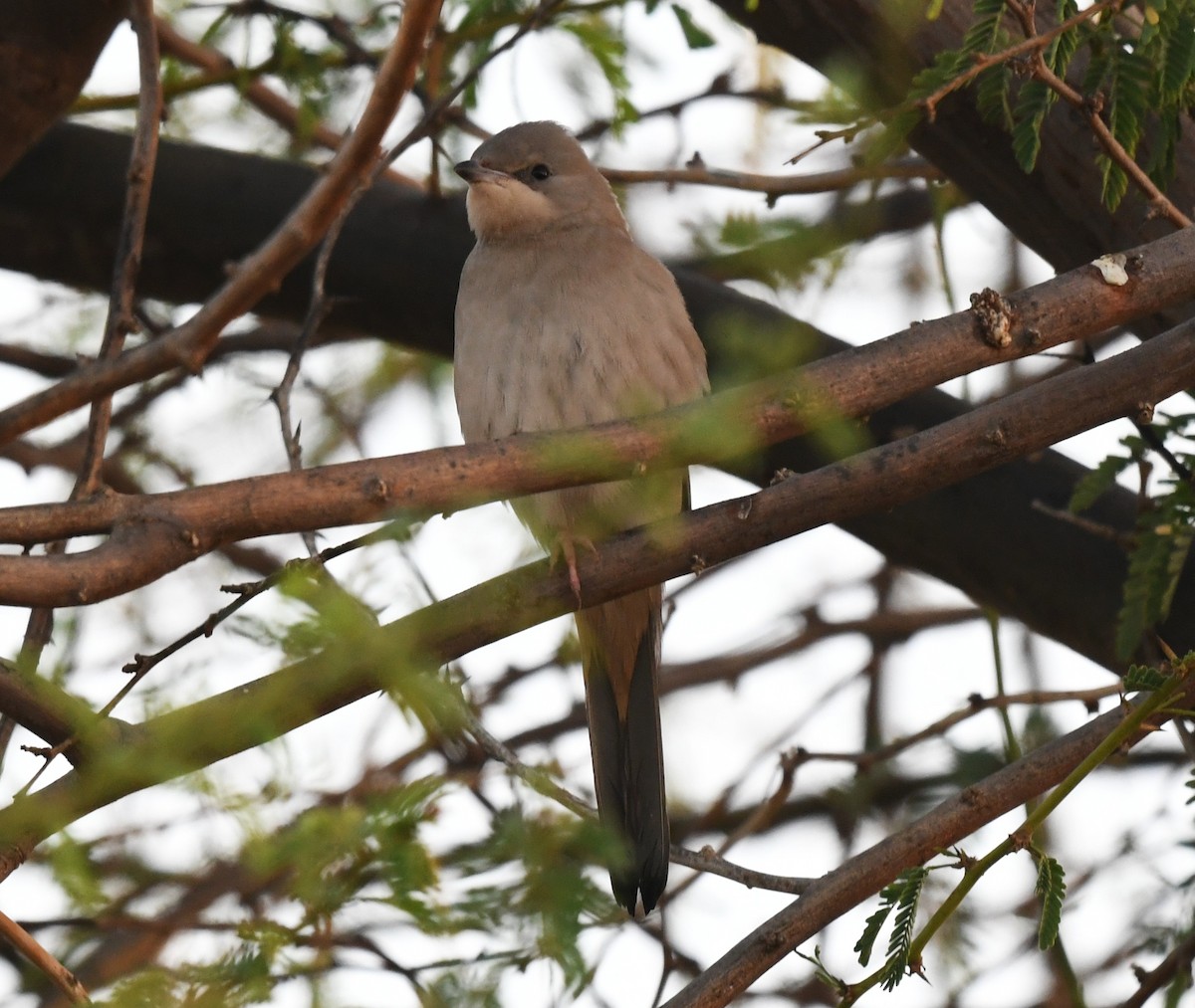 Hipocolio - ML631047049