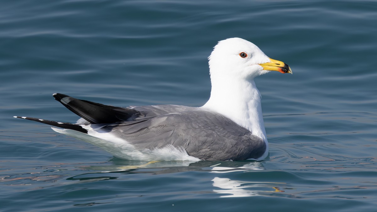 Армянская чайка - ML631047417