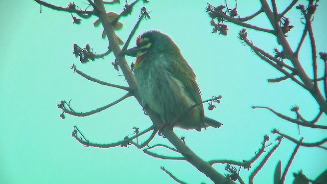 Coppersmith Barbet - ML631047525