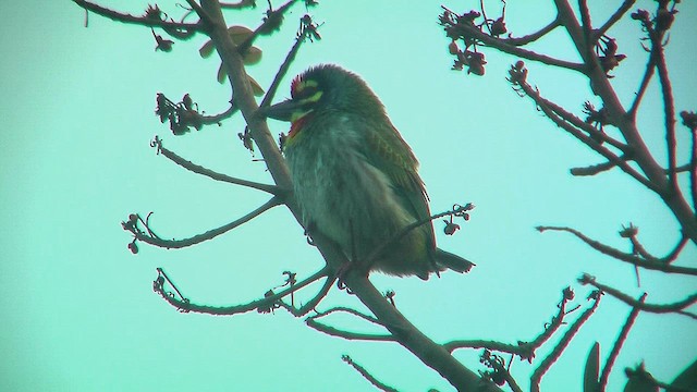 Coppersmith Barbet - ML631047528