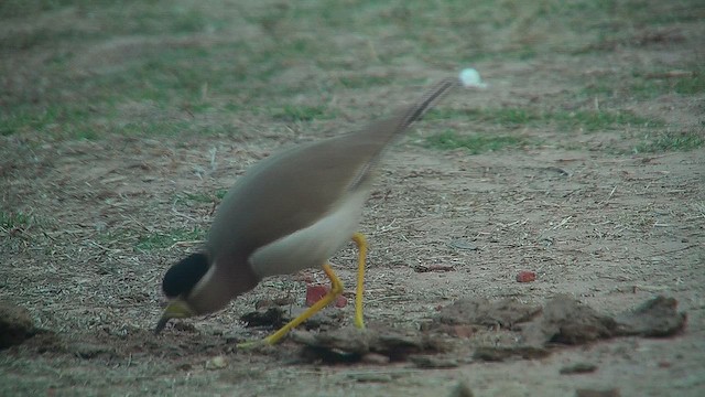 キトサカゲリ - ML631047531