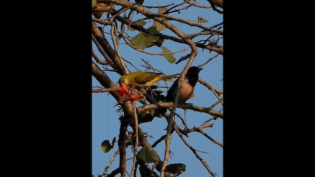 Rosy Starling - ML631047629